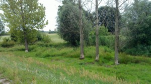 Trees cut by beavers