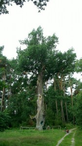 Oak near Löcknitz